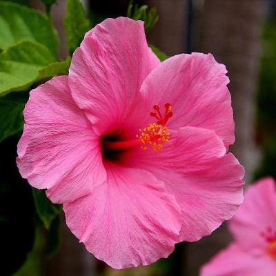 Semillas de flor de hibisco rosa – Variedad tradicional, no transgénica, de alta germinación