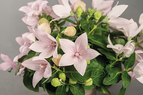 pink platycodon flower seeds