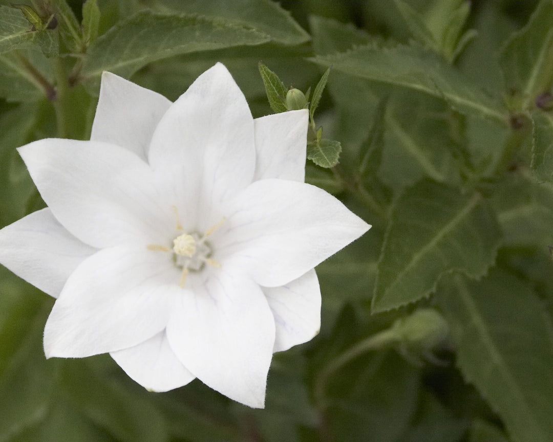 White Platycodon Flower Seeds Heirloom Non-GMO High Germination Organic Garden Seeds for Planting