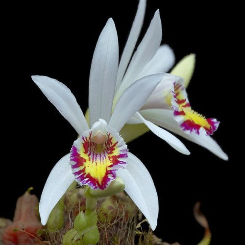 White Pleione Orchid Flower Seeds Heirloom Non-GMO High Germination Organic Garden Seeds for Planting