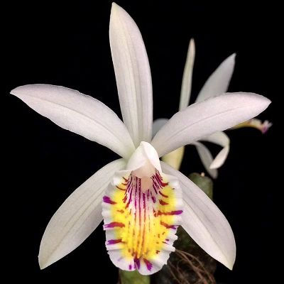 White Pleione Orchid Flower Seeds Heirloom Non-GMO High Germination Organic Garden Seeds for Planting