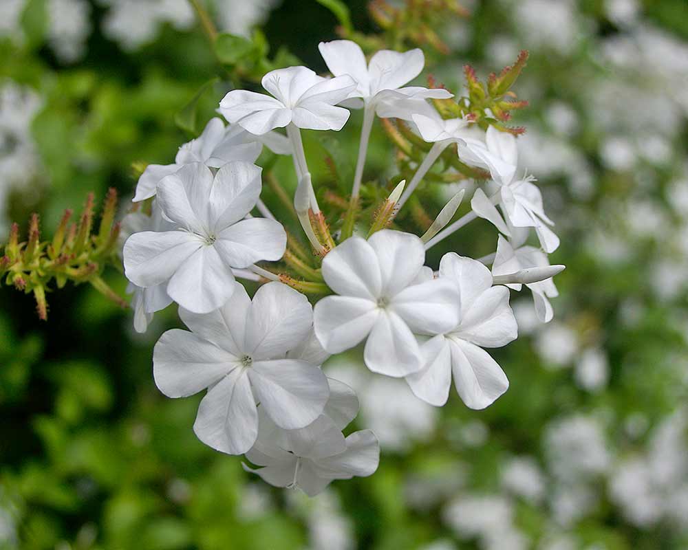 White Plumbago Capensis Flower Seeds Heirloom Non-GMO High Germination Organic Garden Seeds for Planting
