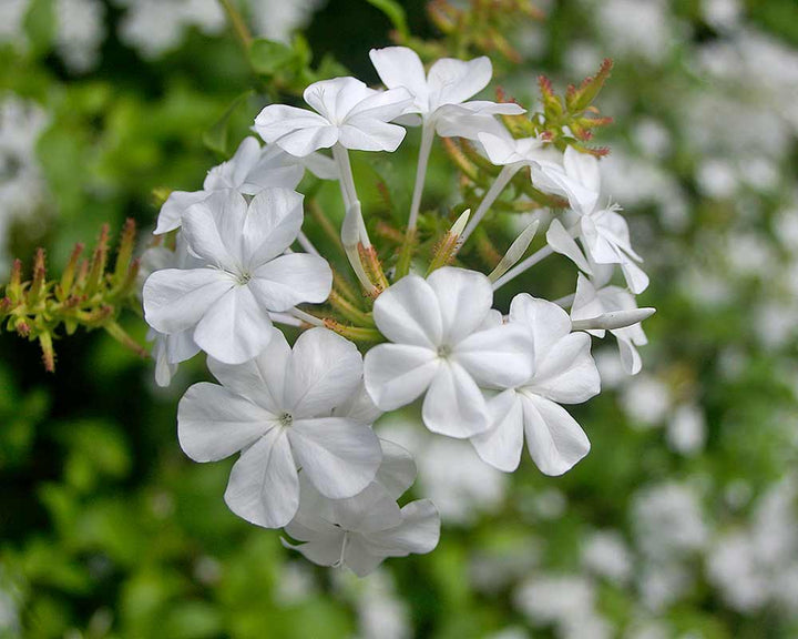White Plumbago Capensis Flower Seeds Heirloom Non-GMO High Germination Organic Garden Seeds for Planting
