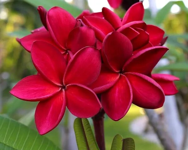 Giant Plumeria Flower Seeds Red Heirloom Non-GMO High Germination Organic Garden Seeds for Planting