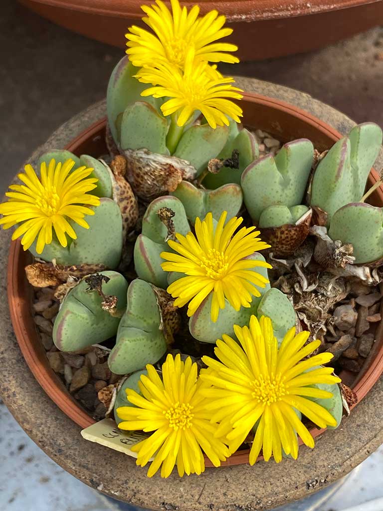 Conophytum Flower Seeds Yellow for Planting – Heirloom Non-GMO High Germination Seeds