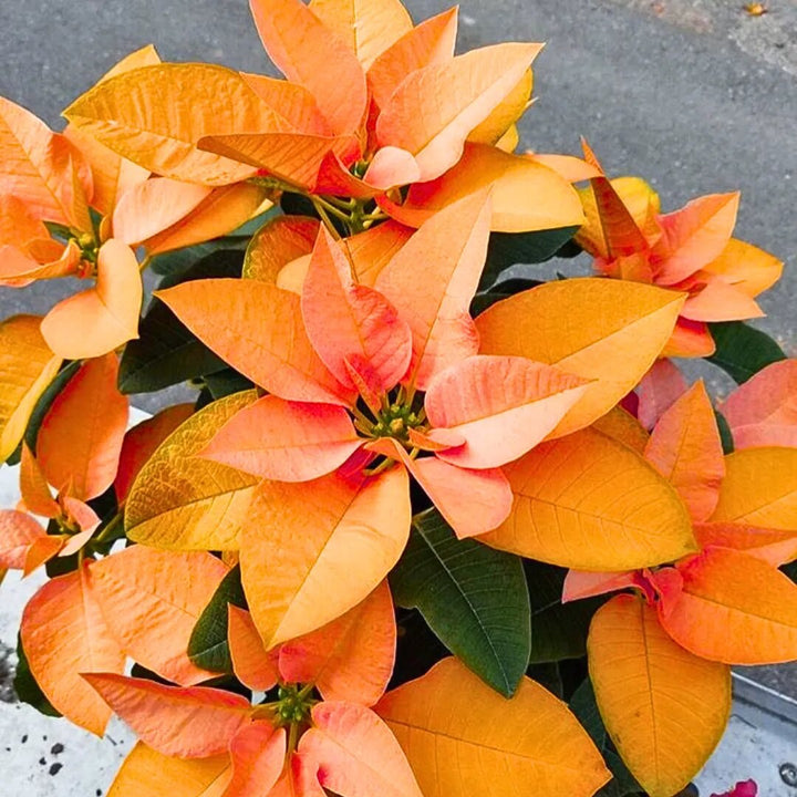 Orange Poinsettia Flower Seeds – Heirloom, Non-GMO, High Germination Seeds