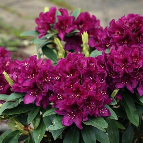 Maroon Azalea Flower Seeds for Planting – Heirloom Non-GMO High Germination Organic Seeds