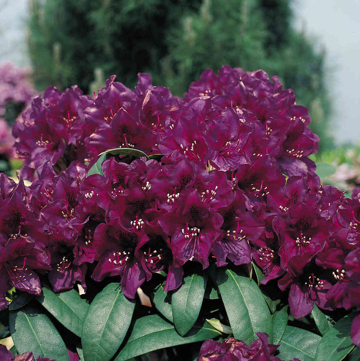 Maroon Azalea Flower Seeds for Planting – Heirloom Non-GMO High Germination Organic Seeds