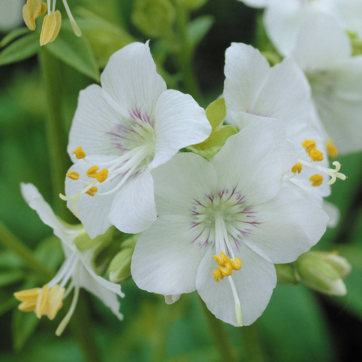 White Polemonium Flower Seeds – Heirloom Non-GMO High Germination Organic Garden Seeds