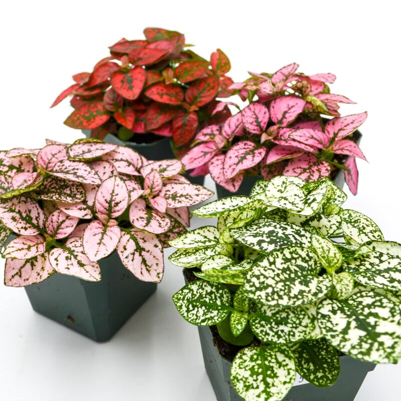 Hypoestes Flower Seeds Mixed – Heirloom, Non-GMO, High Germination Seeds