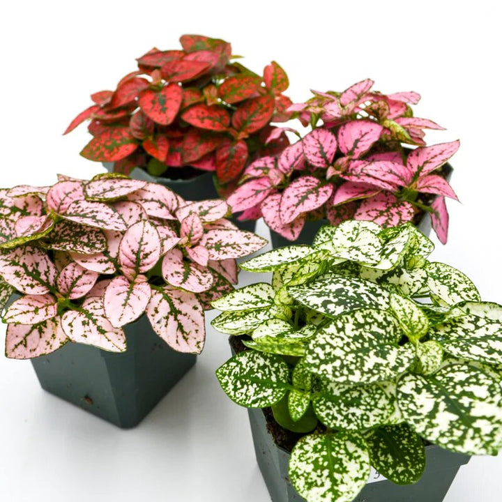 Hypoestes Flower Seeds Mixed – Heirloom, Non-GMO, High Germination Seeds