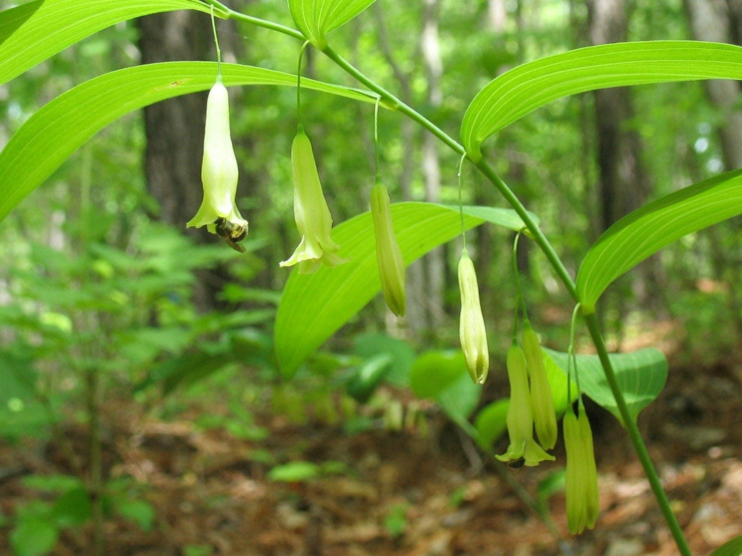 Green Polygonatum herb seeds