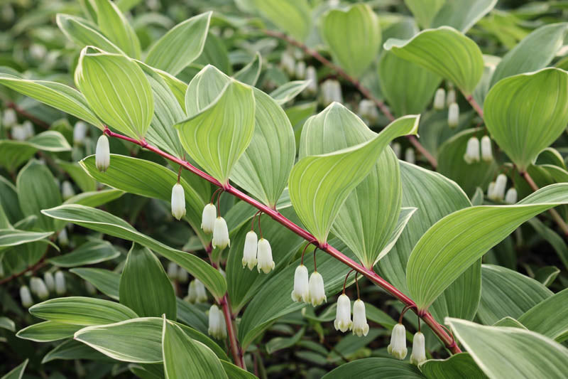 Green Polygonatum (Solomon’s Seal) Seeds – Heirloom, Non-GMO, High Germination Seeds