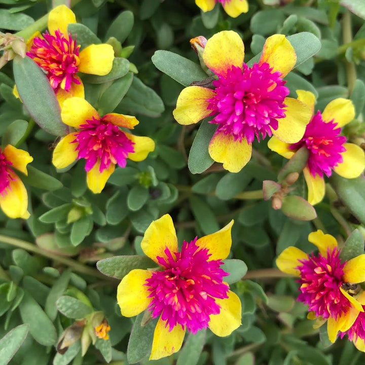 Yellow Pink Purslane Flower Seeds – Heirloom Non-GMO High Germination Organic Garden Seeds