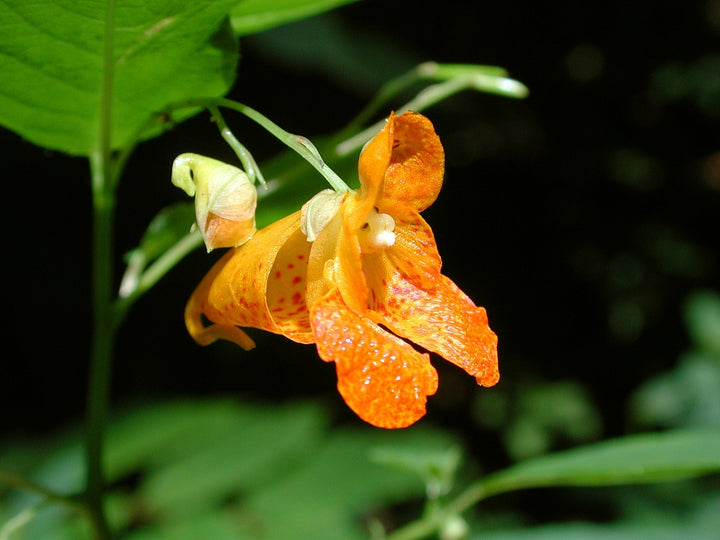 Jewelweed Flower Seeds Orange – Heirloom, Non-GMO, High Germination Seeds