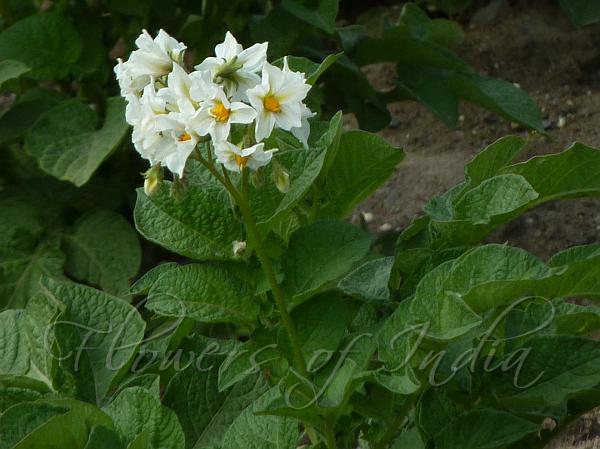 White Tuberosum Flower Seeds Heirloom Non-GMO High Germination Organic Garden Seeds for Planting