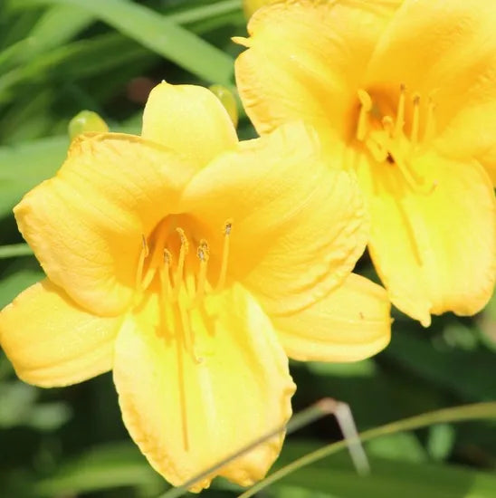 pottedornamentalpleasantaromafloweroenotheraannualherbflowerheirloomnongmohighgerminationorganicgarden flower seeds