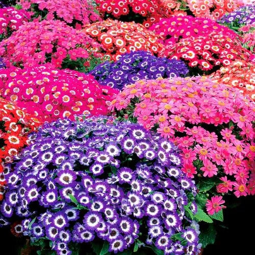 preferdryannualherbflowerhighqualityvarietyseneciocruentusheirloomnongmohighgerminationorganicgarden flower seeds