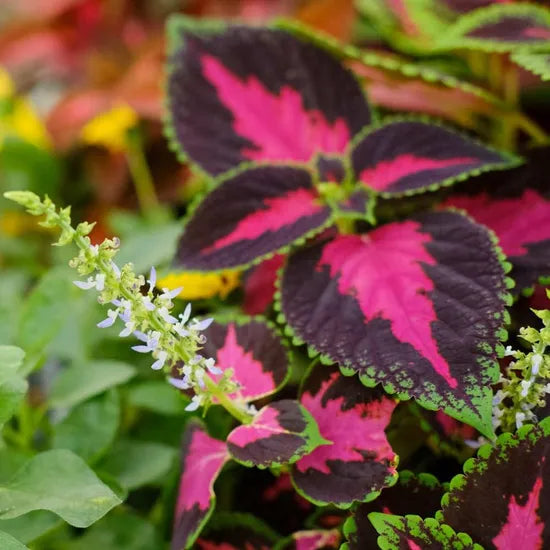 preferswarmclimatetoleratesemishadecoldintolerancecoleusperennialvarietiesofperennialrootflowerheirloomnongmohighgerminationorganicgarden flower seeds