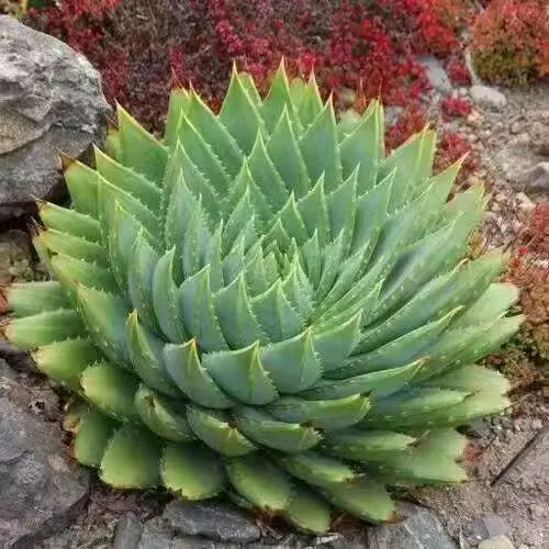 premiumaloeofsucculentheirloomnongmohighgerminationorganicgarden flower seeds