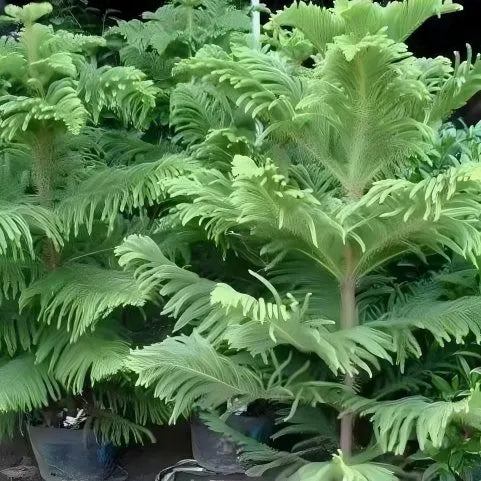 premiumaraucariaexcelsaforoutdoordecorativegardensheirloomnongmohighgerminationorganicgarden flower seeds