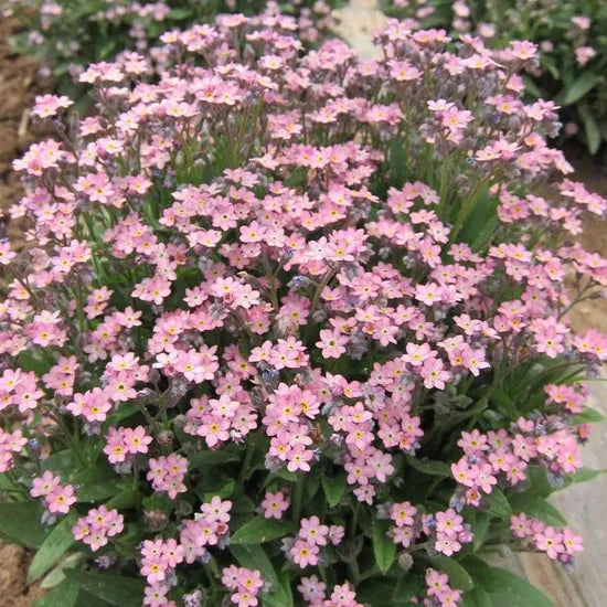 premiummyosotisalpestrisforhomegardengrowthheirloomnongmohighgerminationorganicgarden flower seeds