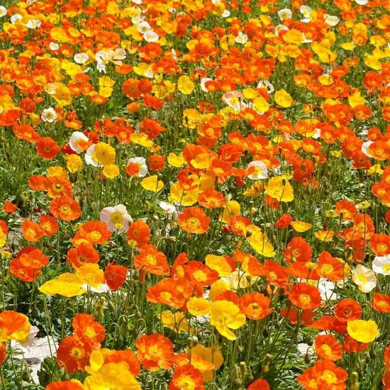 premiumnudicauleforvibrantgardenbloomsheirloomnongmohighgerminationorganicgarden flower seeds