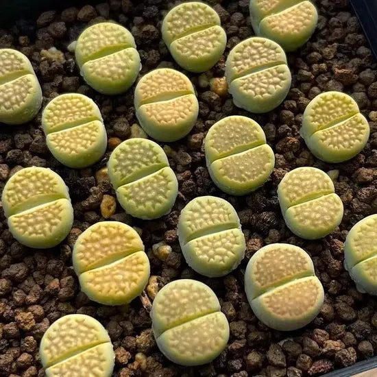 premiumturtleshellcactusforthrivingsucculentgardensheirloomnongmohighgerminationorganicgarden flower seeds