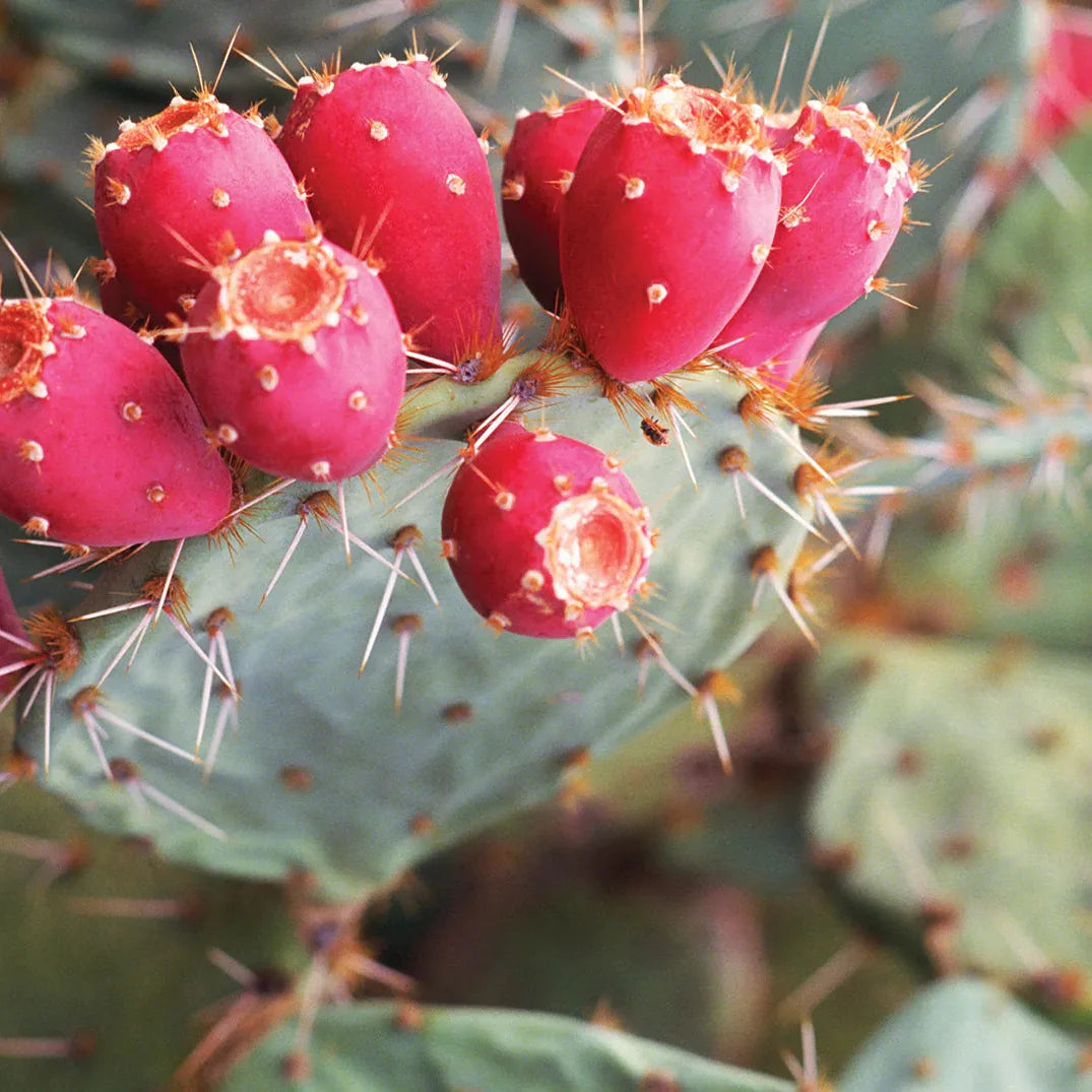 prickly pear flower seeds