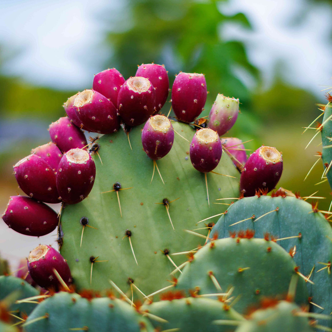 Pink Prickly herb seeds