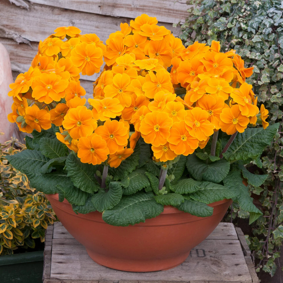 Orange Primrose Flower Seeds – Heirloom, Non-GMO, High Germination Seeds