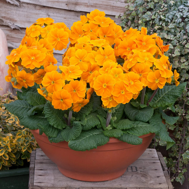 Orange Primrose Flower Seeds – Heirloom, Non-GMO, High Germination Seeds