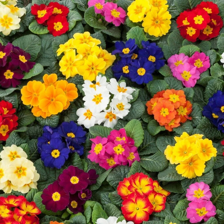 Mixed Polyanthus Primula Flower Seeds – Heirloom, Non-GMO, High Germination Seeds