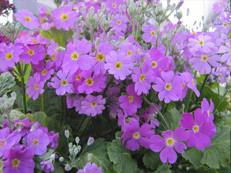 Lavender Primula Flower Seeds for Planting – Heirloom Non-GMO High Germination Organic Garden Seeds