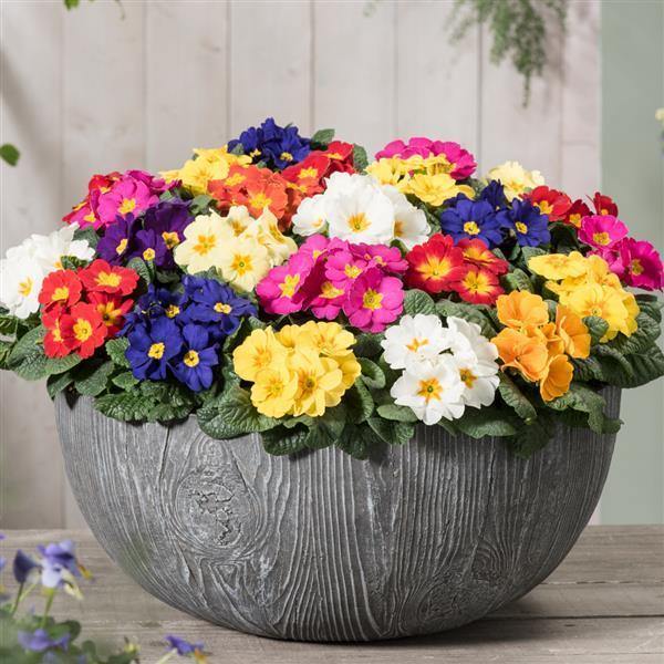 Mixed Acaulis Primula Flower Seeds – Heirloom, Non-GMO, High Germination Seeds