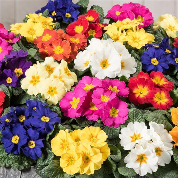 Mixed Acaulis Primula Flower Seeds – Heirloom, Non-GMO, High Germination Seeds