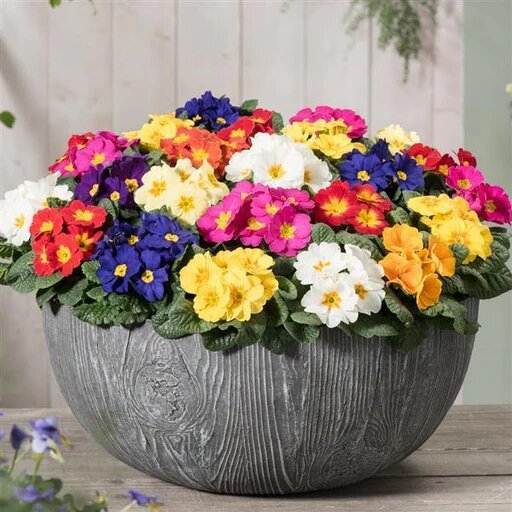 Mixed Rose Primula Flower Seeds – Heirloom, Non-GMO, High Germination Seeds