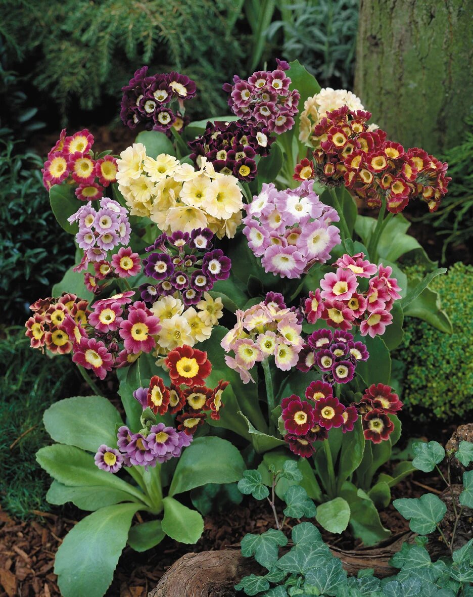 Semillas Mixtas de Flores de Primula – Variedad Antigua, No OGM, Alta Germinación, Semillas Orgánicas de Jardín para Sembrar