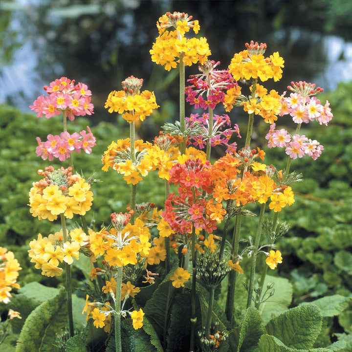 Mix Candelabra Flower Seeds – Heirloom, Non-GMO, High Germination Seeds