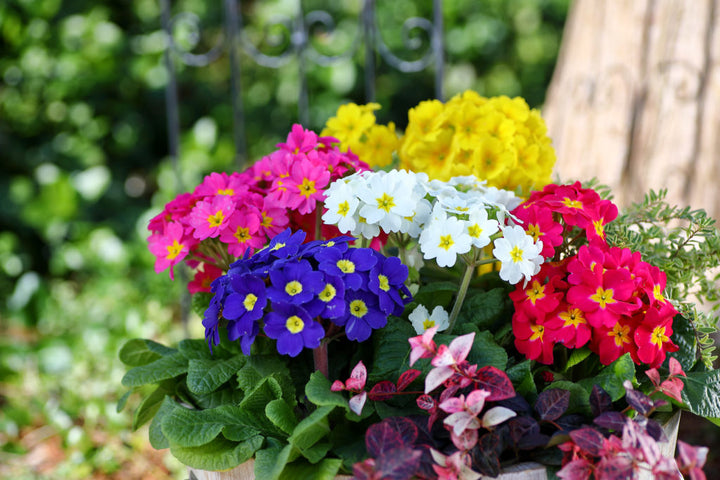 Mixed Rose Primula Flower Seeds – Heirloom, Non-GMO, High Germination Seeds