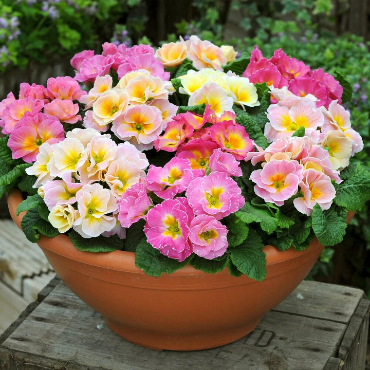 Mixed Rose Primula Flower Seeds – Heirloom, Non-GMO, High Germination Seeds