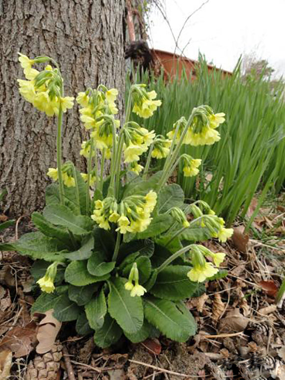 Yellow Candelabra Primrose Flower Seeds for Planting – Heirloom Non-GMO High Germination Organic Garden Seeds