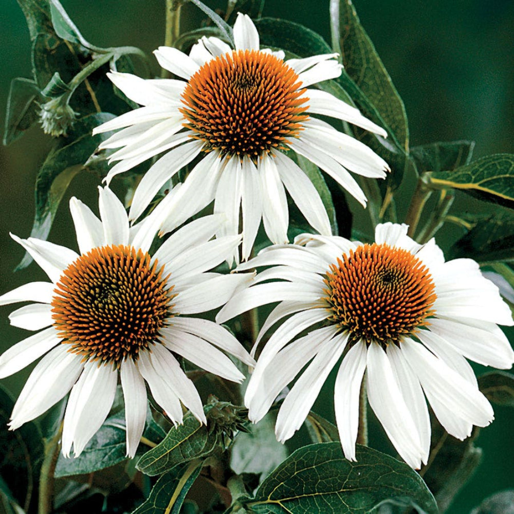 White Swan Echinacea Seeds for Planting