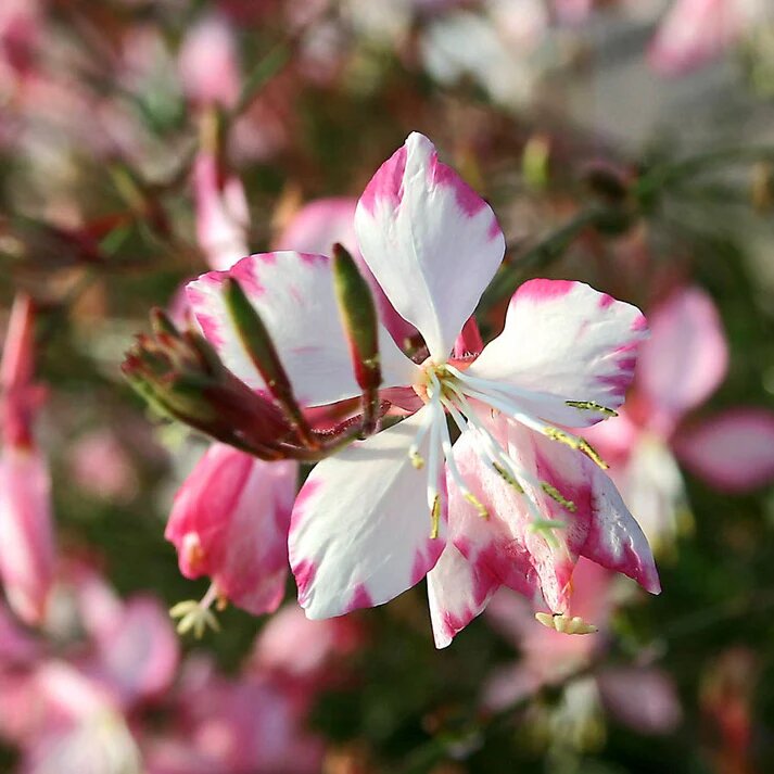 Gaura Flower Seeds White Pink – Heirloom Non-GMO High Germination Seeds for Planting