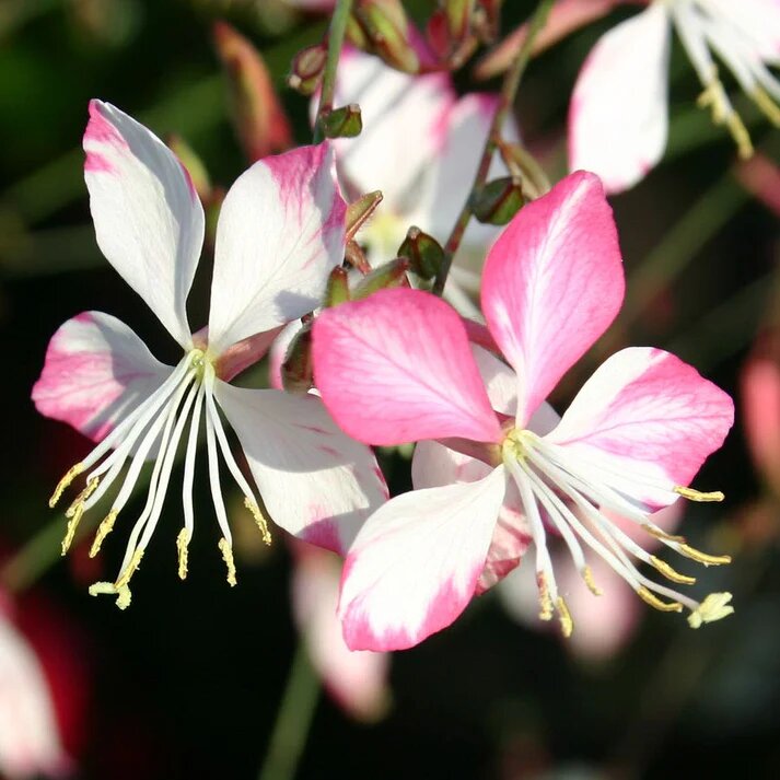 Gaura Flower Seeds White Pink – Heirloom Non-GMO High Germination Seeds for Planting