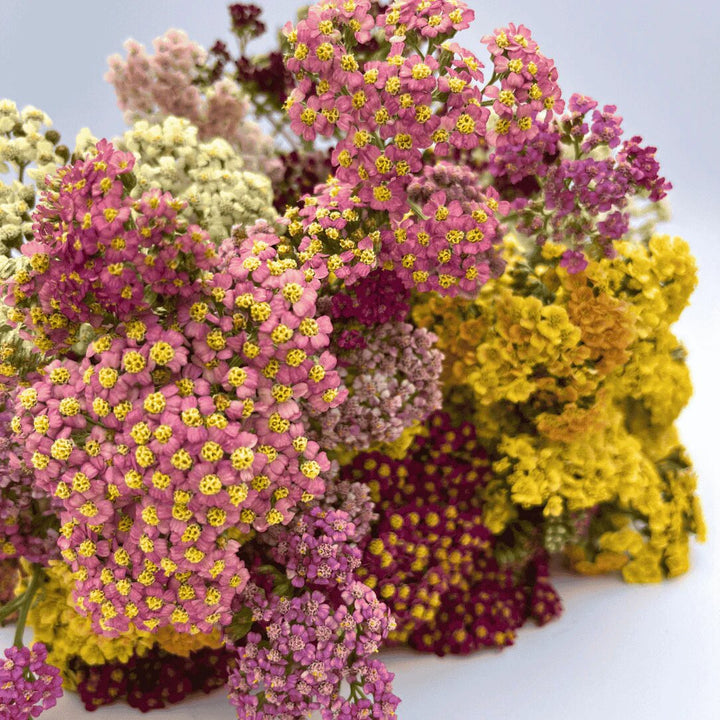 Mix Yarrow Flower Seeds – Heirloom, Non-GMO, High Germination Seeds for Planting