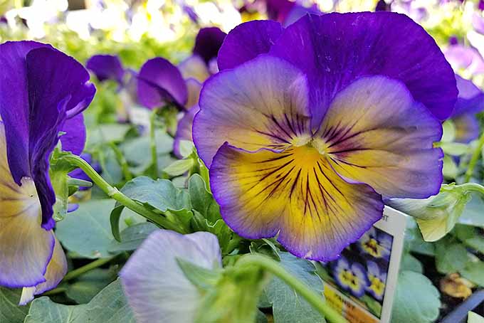 Violet Yellow Pansy Flower Seeds – Heirloom, Non-GMO, High Germination Seeds