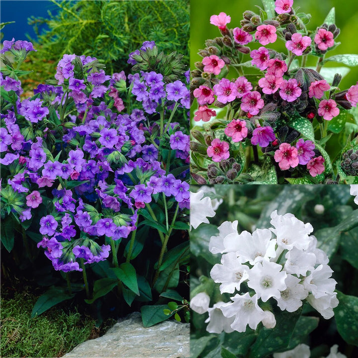 Mixed Pulmonaria Flower Seeds – Heirloom Non-GMO High Germination Seeds