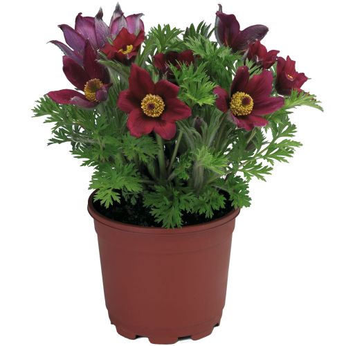pulsaltillapinwheeldarkredshadesimportedheirloomnongmohighgerminationorganicgarden flower seeds