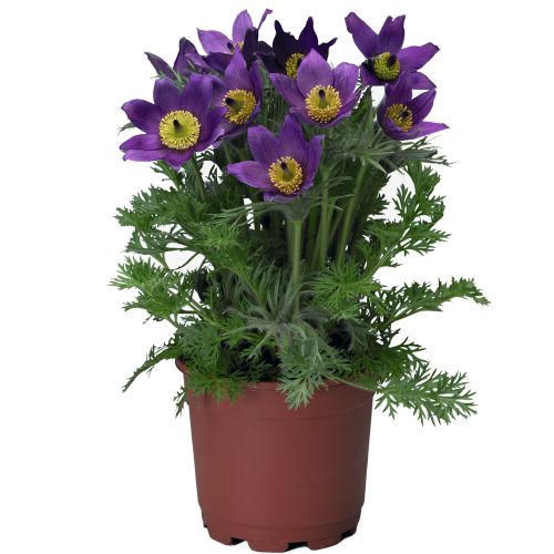 pulsaltillapinwheelvioletshadesimportedheirloomnongmohighgerminationorganicgarden flower seeds